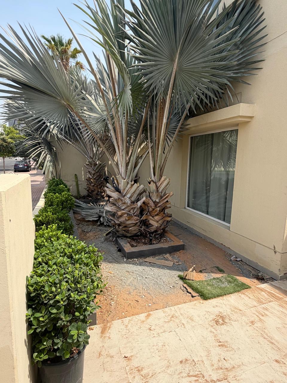 Same side garden before landscaping, bare ground and untrimmed palms.
