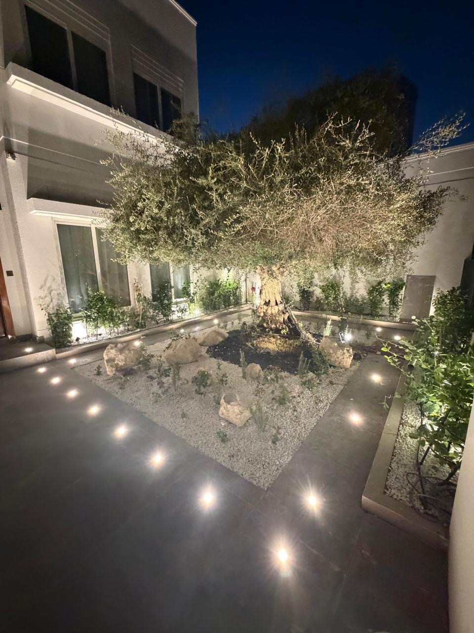 Courtyard with a mature olive tree, gravel bed and uplighting at night.